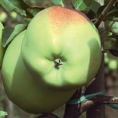 Яблуня Березнева: опис та фото сорту, посадка і догляд