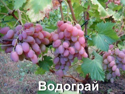 Виноград Водограй: опис сорту, фото, шкідники та детальна характеристика