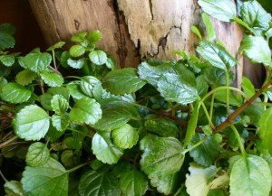 Мята кімнатна – корисні властивості плектрантуса і догляд за ним + Відео Мята кімнатна – корисні властивості плектрантуса і догляд за ним + Відео