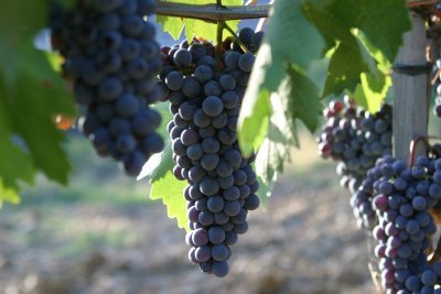 Виноград Сапераві: опис стародавнього сорту, характеристики і фото