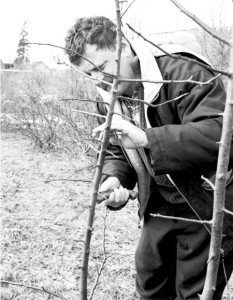 Коли краще робити обрізання плодових дерев – проведення робіт + Відео