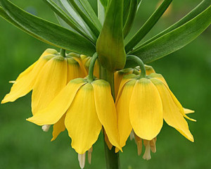 Посадка цибулинних рослин: як провести роботи по висадці? + відео