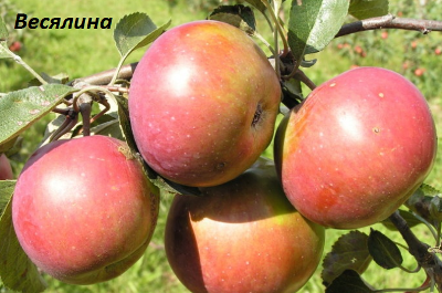 Знайшли вічне життя в народі яблука сорту Бабусине