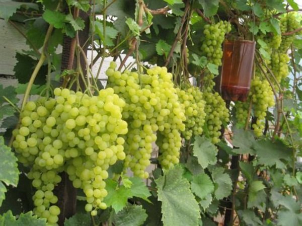 Виноград Супага: опис сорту, боротьба з шкідниками і фото