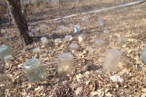Як виростити троянду з черешка влітку і взимку? + відео