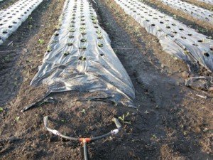 Прополка бурянів на городі – який інструмент вибрати? + відео