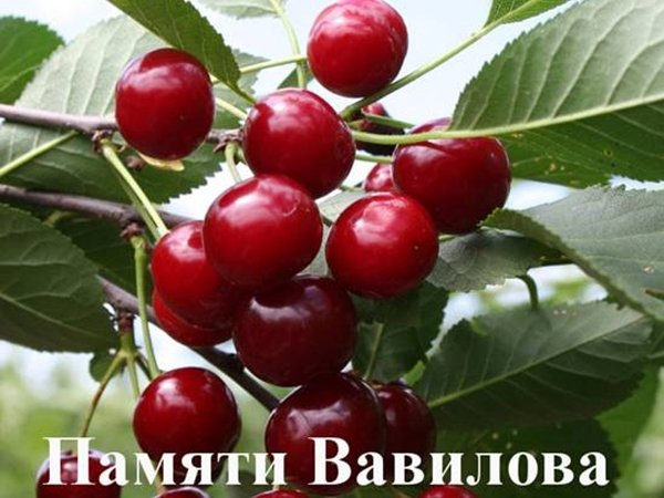 Вишня Памяті Вавілова: опис сорту, присвяченого видатному селекціонеру