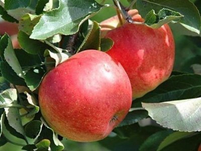 Яблуня Настуся: опис, фото, догляд, хвороби і шкідники