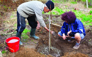 Догляд за вишнею навесні – обробляємо і підгодовуємо дерева + відео