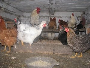 Українські кури чубаті: мясо, яйця і чубчик ...