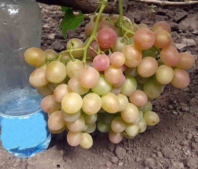Виноград Лія: опис сорту, фото, характеристики і боротьба з шкідниками