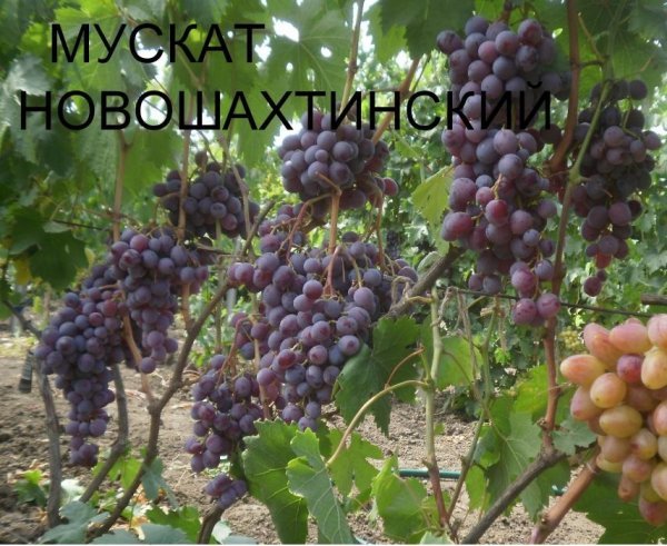 Виноград Мускат Новошахтинський: зовнішній вигляд і рекомендації по догляду