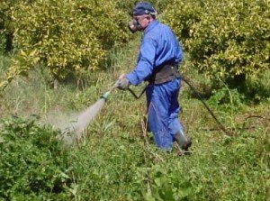 Бурян на городі – ефективні способи позбавлення від бурянів + відео