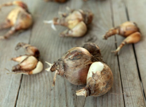 Можна садити нарциси навесні – секрет весняної розсади + Відео Можна садити нарциси навесні – секрет весняної розсади + Відео