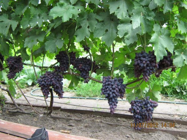 Виноград Атос: докладний опис невибагливого сорту і фото