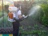 Які шкідники винограду можуть перешкодити зібрати врожай? + відео