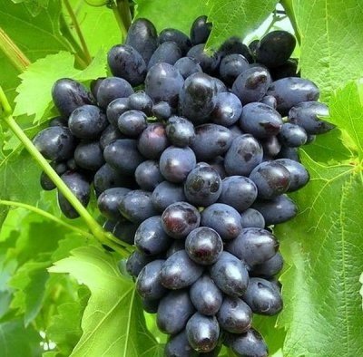 Виноград Кодрянка: опис сорту, фото, характеристики, посадка і догляд