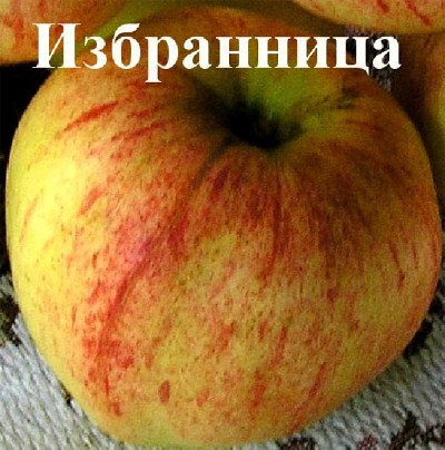 Велика кількість врожаю і прекрасний смак   яблуні сорту Обраниця