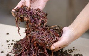 Біогумус – добриво, що дозволяє поліпшити структуру грунту + відео