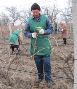 Мільдью на винограді – як проводити обробку кущів? + Відео