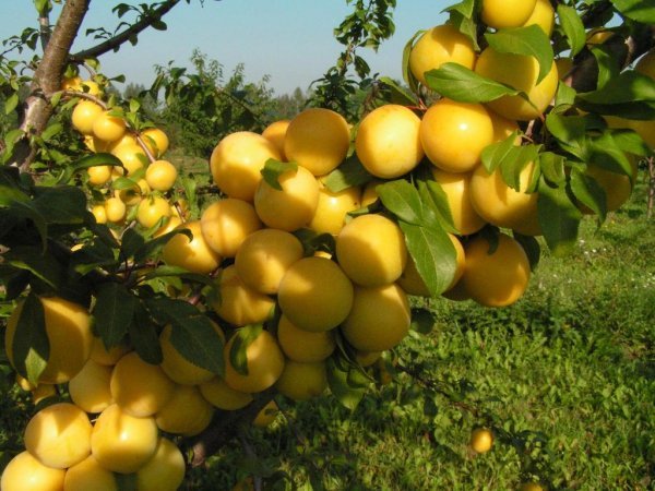 Слива Світлячок: докладний опис сорту і наочні фото