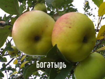 Яблуня Богатир: опис, фото, правила посадки та догляду