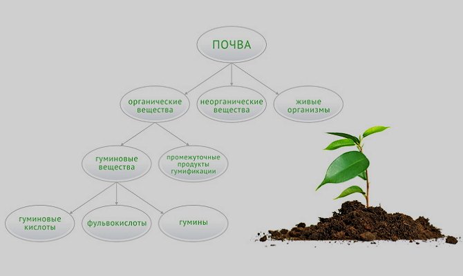 Гумінові добрива – чому не варто їх ігнорувати? + Відео