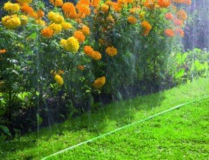 Правильна посадка овочів – що слід враховувати садівникові? + відео Правильна посадка овочів – що слід враховувати садівникові? + відео