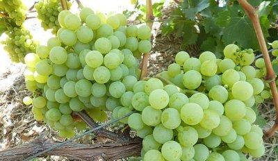 Виноград Нове Сторіччя (ЗГТУ): докладний опис морозостійкого сорту і фото