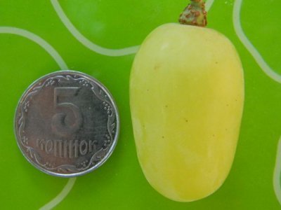 Виноград Конвалія: опис сорту, зовнішній вигляд, характеристика та фото