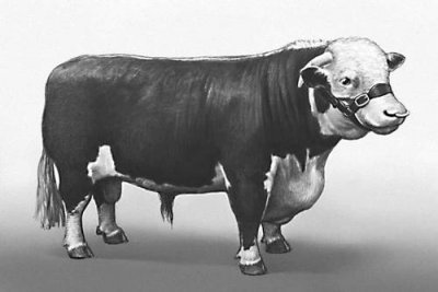 Герефордська порода корів: характеристика, історія, харчування, утримання і фото