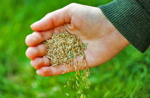 Спортивний газон – грамотна підготовка майданчика для спорту + відео