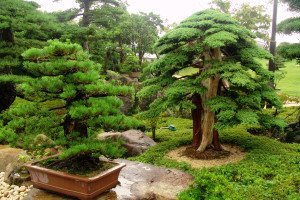 Саджанці хвойних дерев і чагарників – як правильно підібрати? + відео