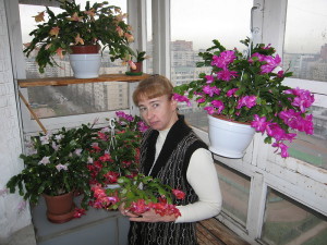 Квітка Різдвяник – догляд та вирощування + Відео