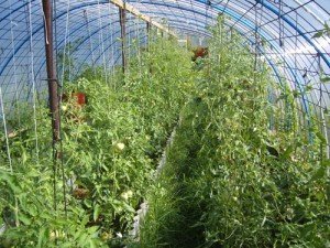 Вирощування помідорів в теплиці – особливості і хитрощі + відео