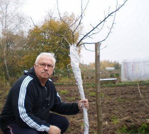 Як укрити дерева на зиму – утеплюємо рослини + Відео
