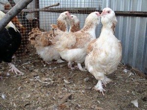 Кури породи Фавероль: красиві і добродушні птахи, здатні дати якісне мясо