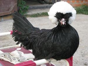 Голландська ряст: курка красуня, несучка та квочка