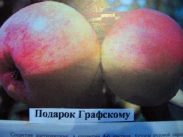 Все, що потрібно знати садівникам про сорт Подарунок Графскому