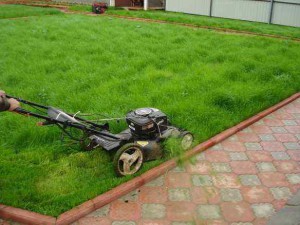 Укладання рулонного газону – озеленення ділянки своїми руками + відео