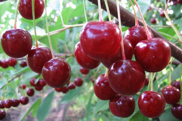 Молода вишня Десертна Морозова   популярний сорт