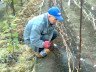 Схема обробки винограду – використовуємо мідний і залізний купоросы + Відео