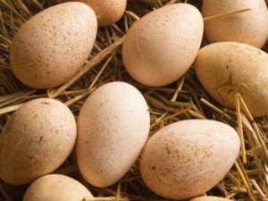 Староанглийские бійцівські кури: спортивна порода, що не вимагає особливої опіки