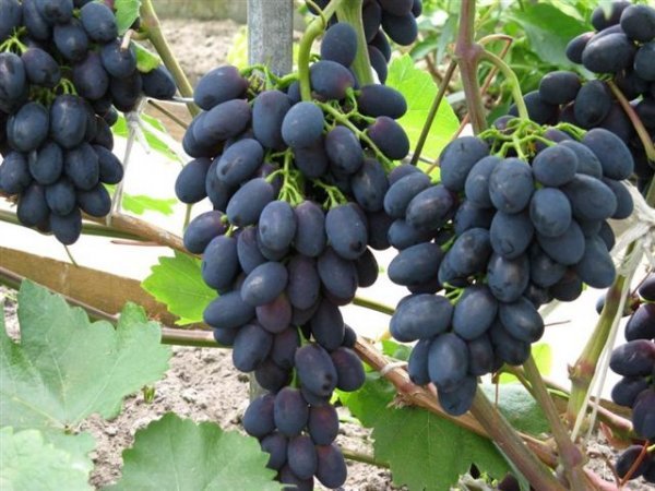 Рішельє   гібридний вид винограду з багатим смаком: опис сорту та фото