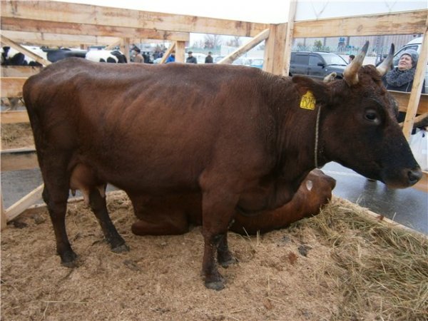 Червона степова порода корів: характеристика, особливості, вакцинація та фото