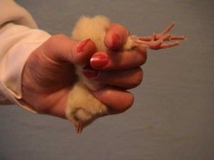 Як правильно утримувати курей несучок?