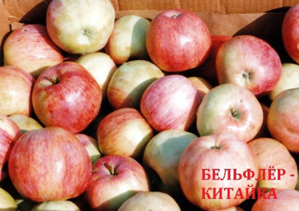 Сувенірний сорт яблуні Бельфлер китайка