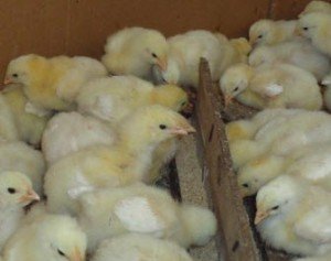 Годівлю курчат мясних та яєчних порід в домашніх умовах