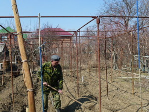 Виноград «Вікторія» – мускатний аромат і великі ягоди + Відео