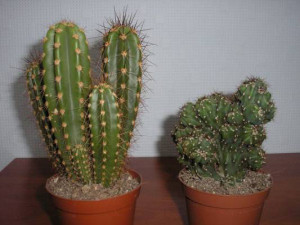 Догляд за кімнатними квітами взимку – освітлення, вологість і полив + відео Догляд за кімнатними квітами взимку – освітлення, вологість і полив + відео